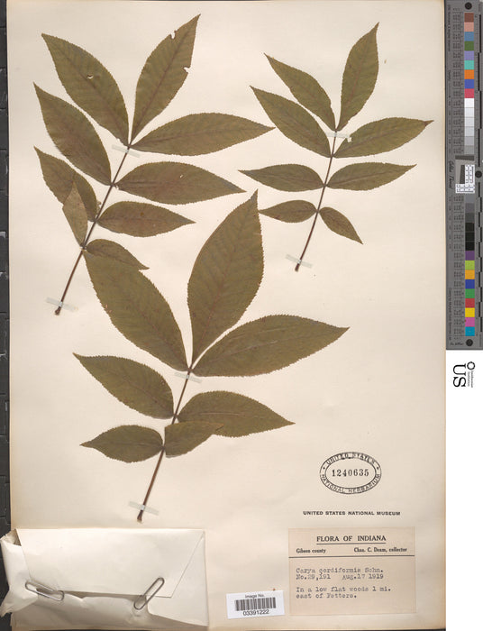 Bitternut Hickory (Carya cordiformis)