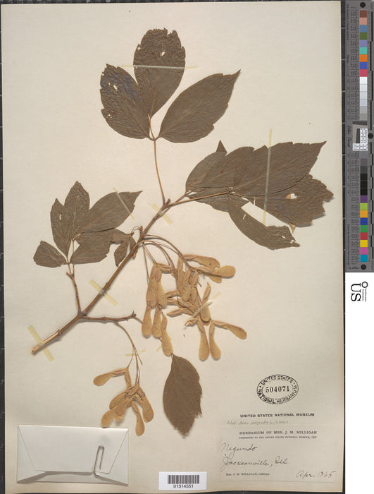 Box Elder Maple (Acer negundo)