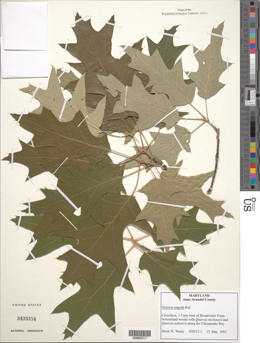 Cherrybark Oak (Quercus pagoda) 3 GAL