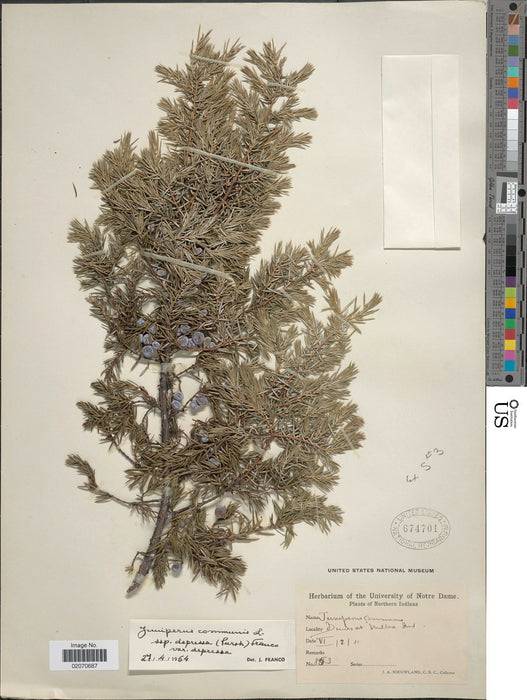 Common Juniper (Juniperus communis)