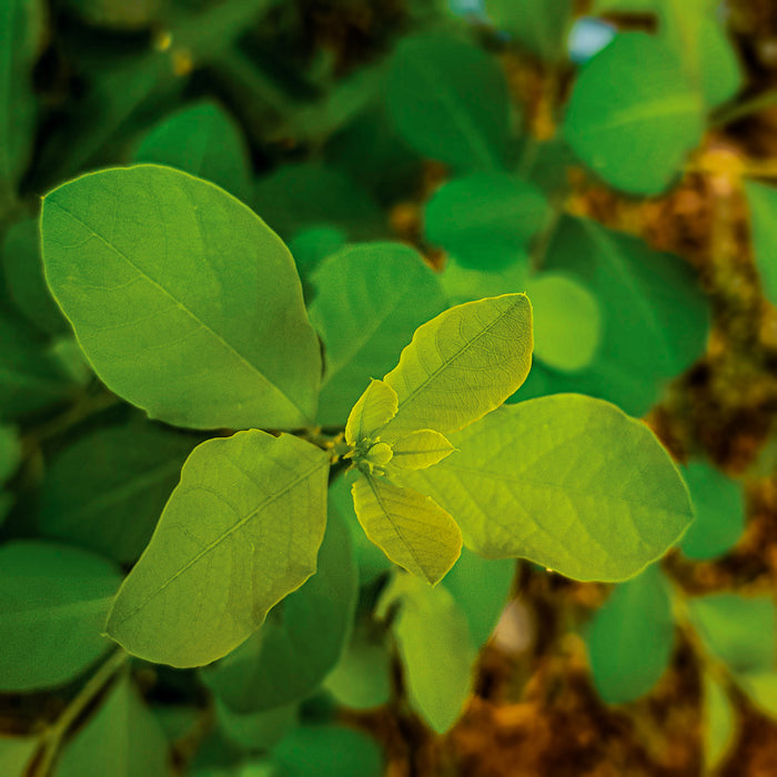Leatherwood (Dirca palustris)