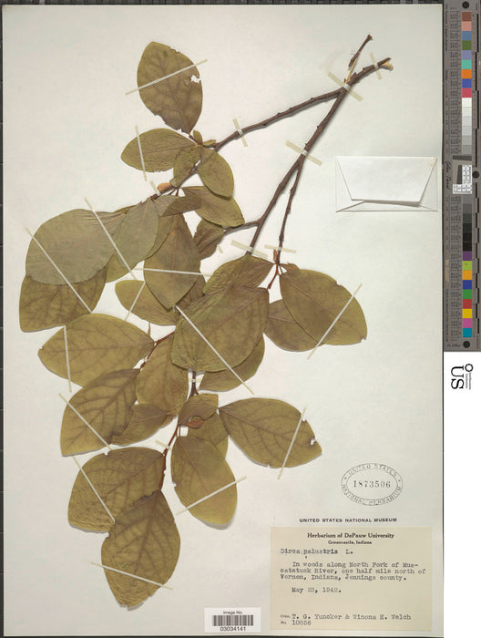 Leatherwood (Dirca palustris)