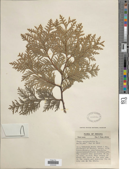 Northern White Cedar (Thuja occidentalis)
