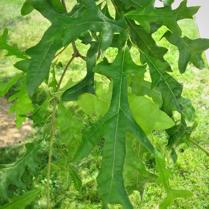 Overcup Oak (Quercus lyrata) 3 GAL
