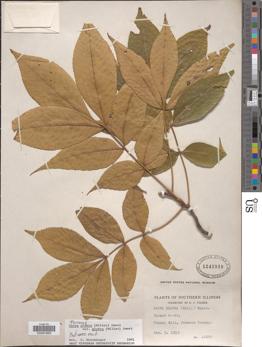 Pignut Hickory (Carya glabra)