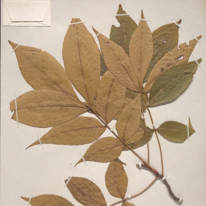 Pignut Hickory (Carya glabra)