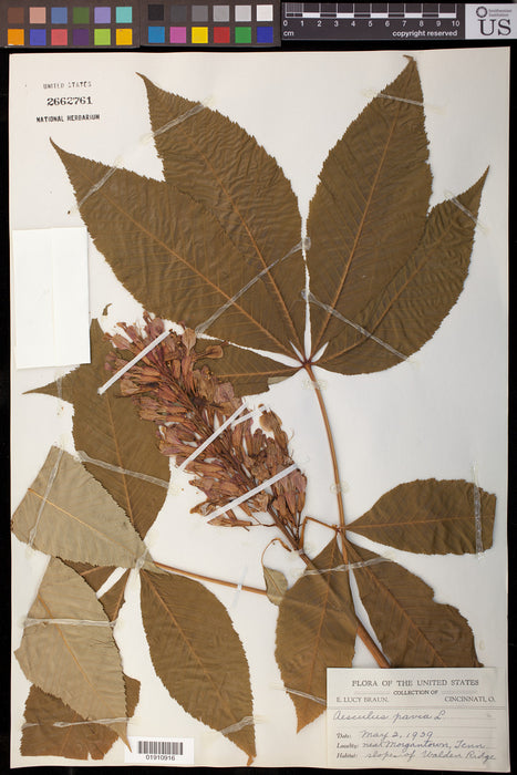 Red Buckeye (Aesculus pavia)