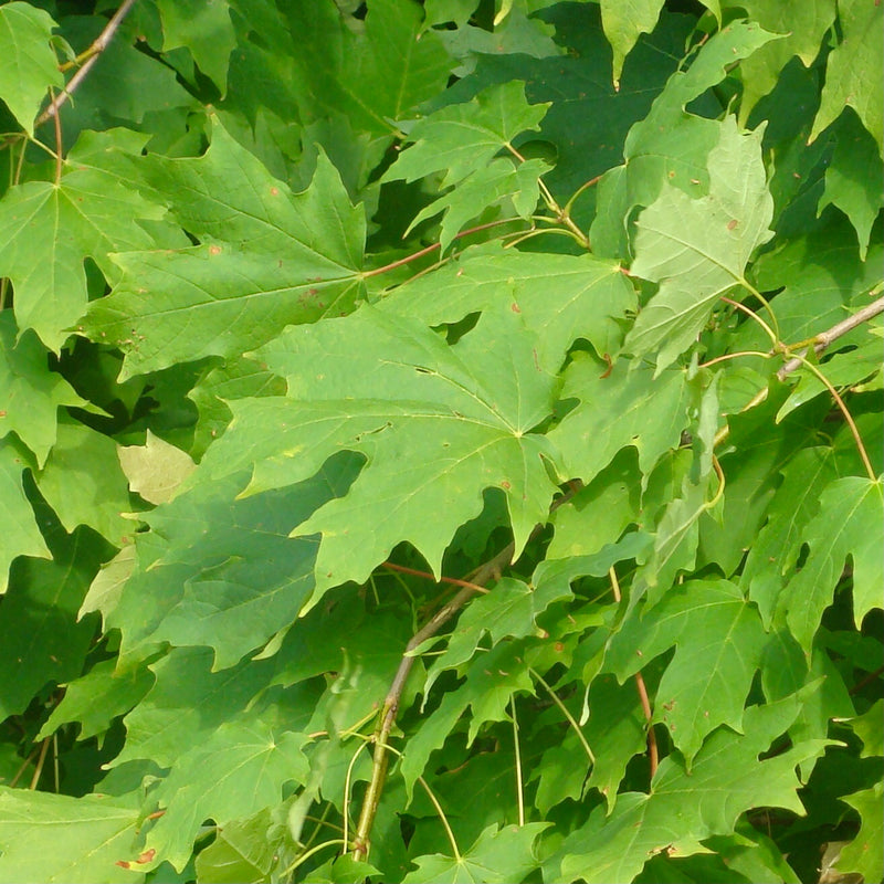 Sugar Maple (Acer saccharum)