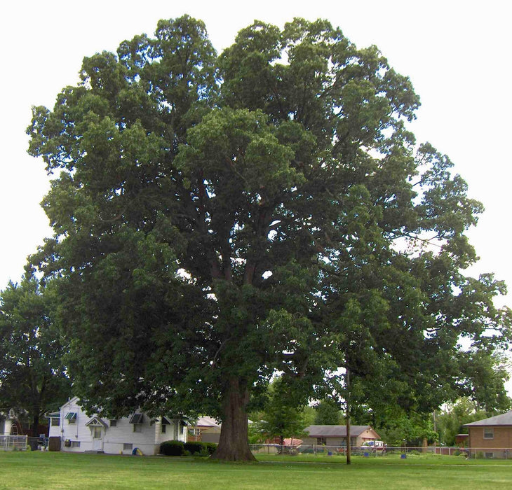 Swamp Chestnut Oak (Quercus michauxii)