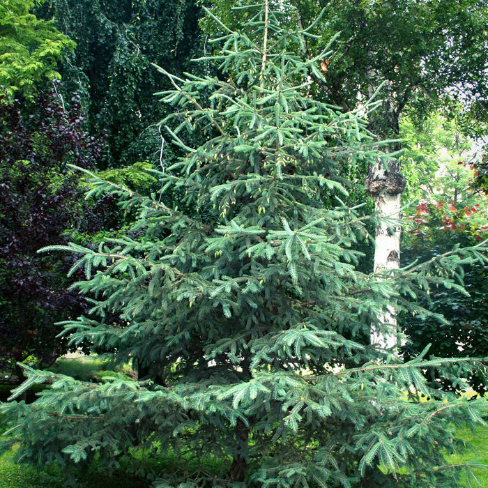White Spruce (Picea glauca)