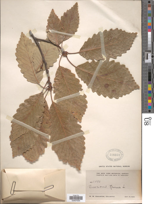 Chestnut Oak (Quercus montana)