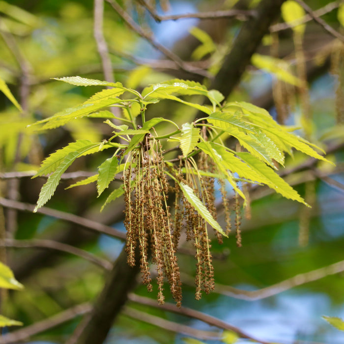 Chestnut Oak (Quercus montana)