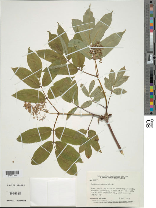 Red Elderberry (Sambucus racemosa)