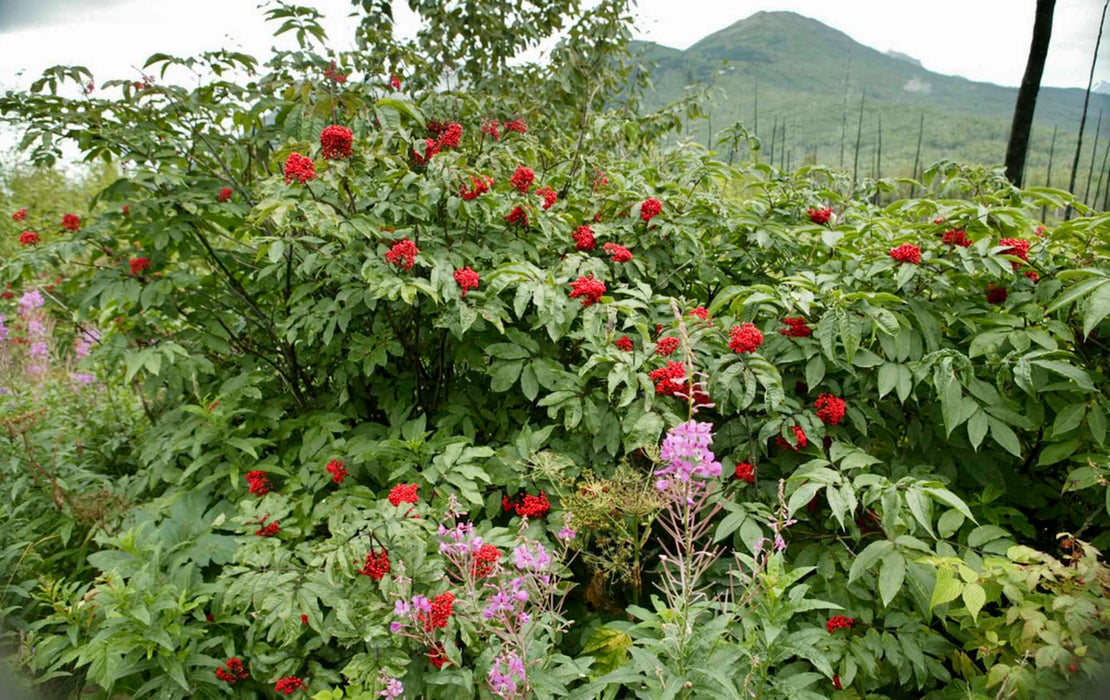 Red Elderberry (Sambucus racemosa)