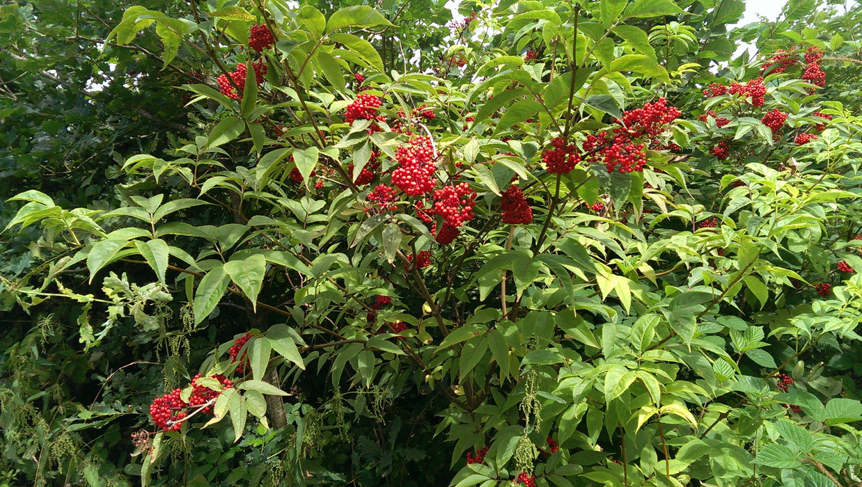 Red Elderberry (Sambucus racemosa)