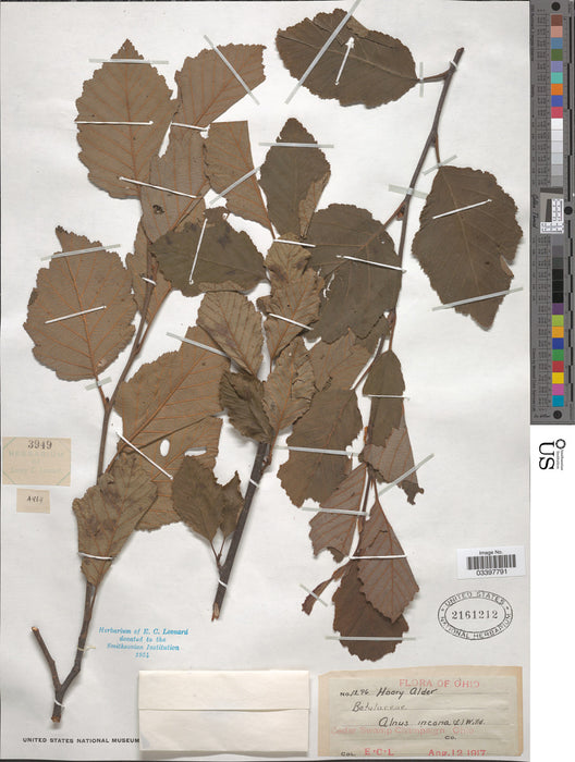 Specked Alder (Alnus incana ssp. rugosa)