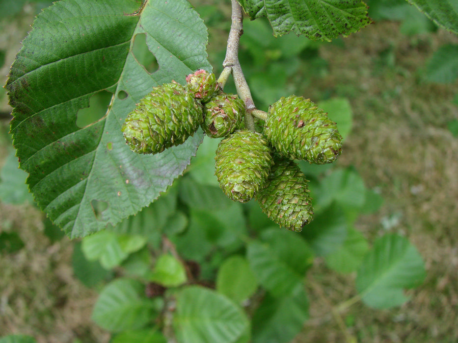 Specked Alder (Alnus incana ssp. rugosa)