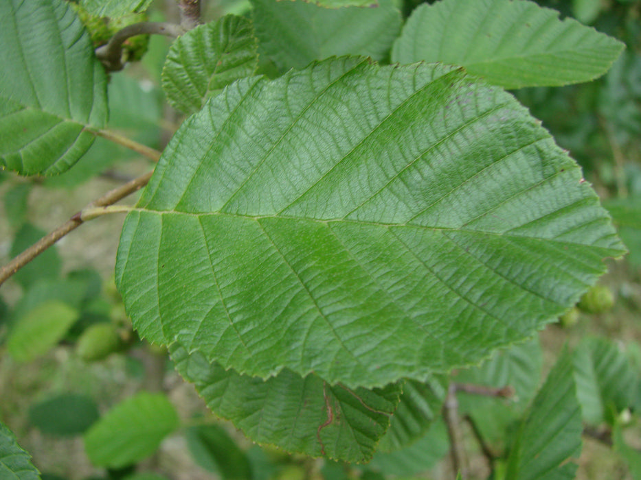 Specked Alder (Alnus incana ssp. rugosa)