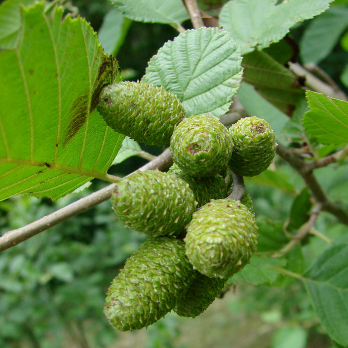 Specked Alder (Alnus incana ssp. rugosa)