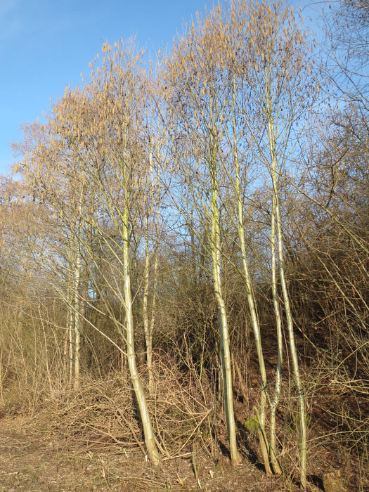 Specked Alder (Alnus incana ssp. rugosa)