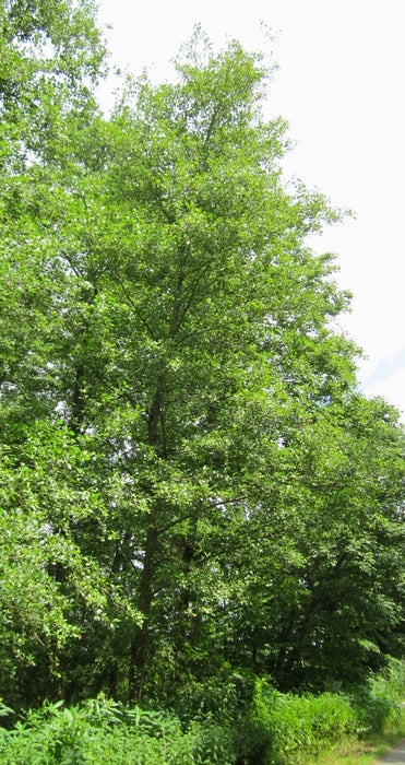 Specked Alder (Alnus incana ssp. rugosa)