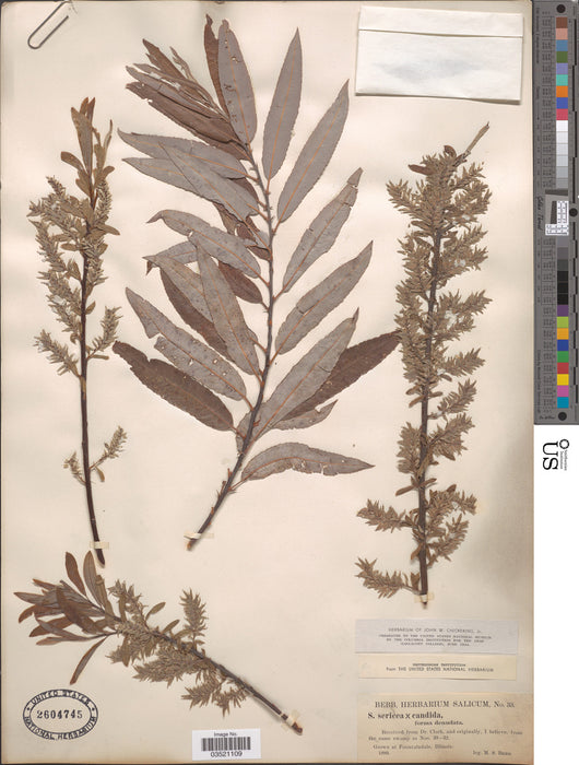 Silky Willow (Salix sericea)