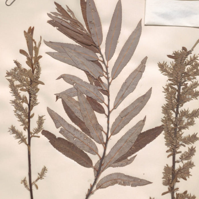 Silky Willow (Salix sericea)