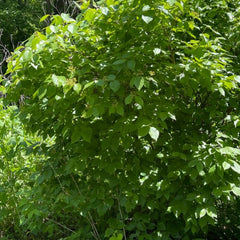 Downy Arrowwood (Viburnum rafinesquianum)