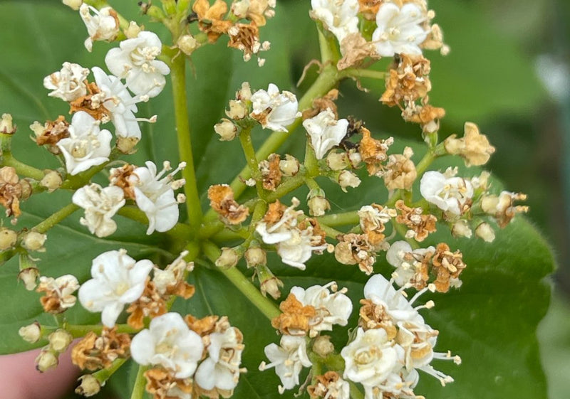 Downy Arrowwood (Viburnum rafinesquianum)