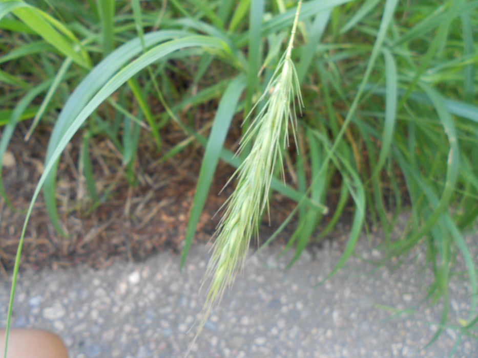 Canada Wild Rye (Elymus canadensis) 1 GAL