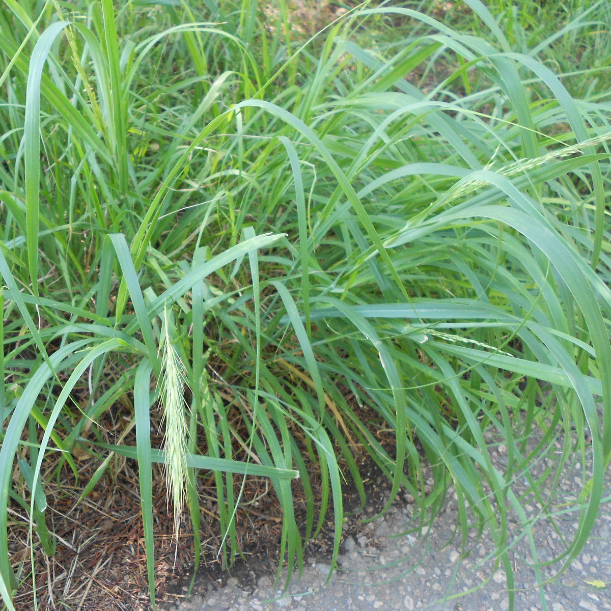 Canada Wild Rye (Elymus canadensis) 1 GAL — Native Plants Unlimited LLC