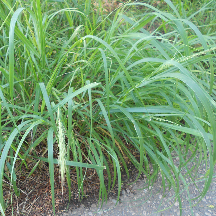 Canada Wild Rye (Elymus canadensis) 1 GAL