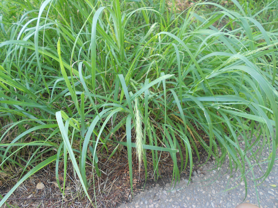 Canada Wild Rye (Elymus canadensis) 1 GAL