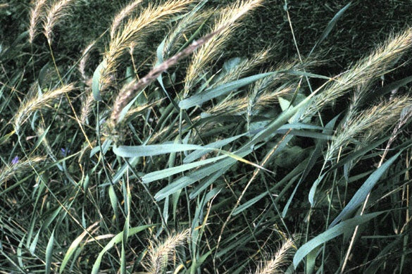 Canada Wild Rye (Elymus canadensis) 1 GAL