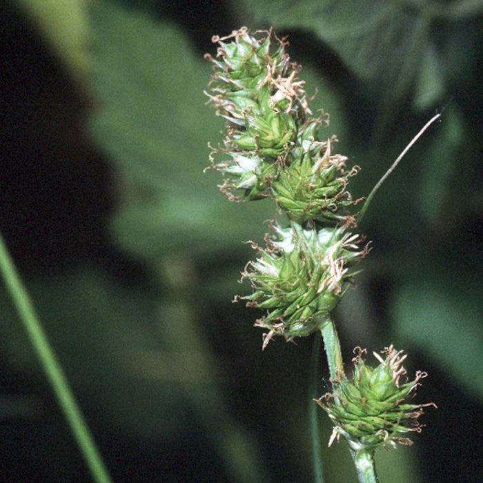 Field Oval Sedge (Carex molesta) 1 GAL