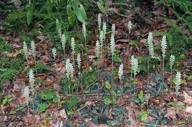 Downy Rattlesnake Orchid (Goodyera pubescens) BARE ROOT - SHIPS BEGINNING WEEK OF 12/8