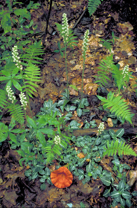 Downy Rattlesnake Orchid (Goodyera pubescens) BARE ROOT