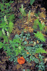 Downy Rattlesnake Orchid (Goodyera pubescens) BARE ROOT - SHIPS BEGINNING WEEK OF 12/8