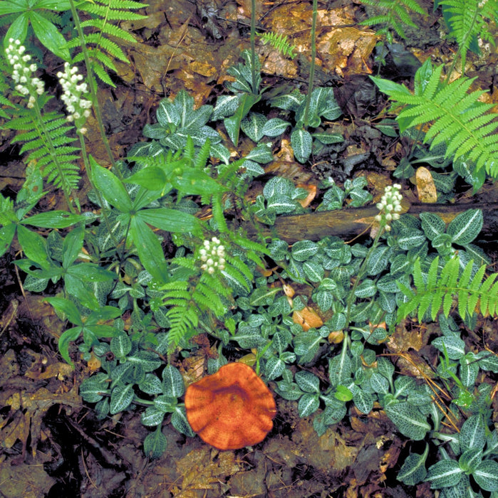 Downy Rattlesnake Orchid (Goodyera pubescens) BARE ROOT