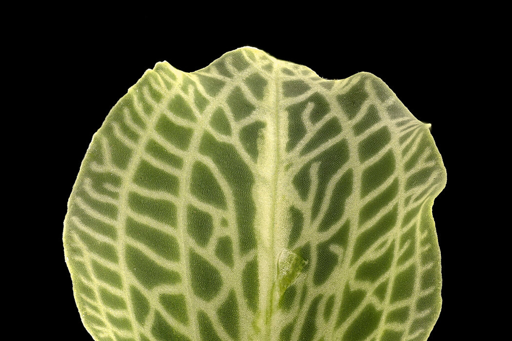 Downy Rattlesnake Orchid (Goodyera pubescens) BARE ROOT