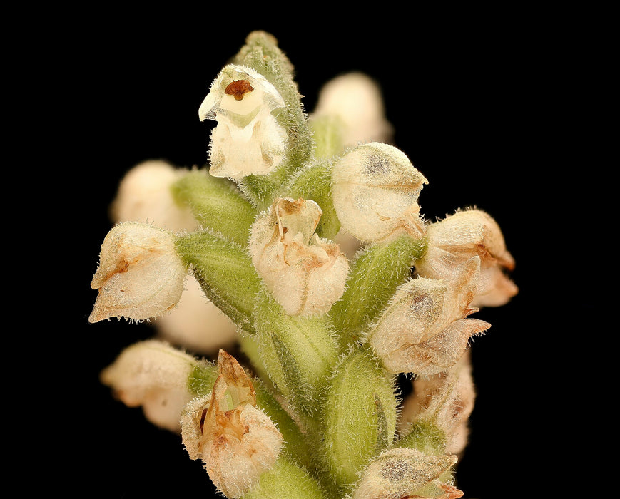 Downy Rattlesnake Orchid (Goodyera pubescens) BARE ROOT