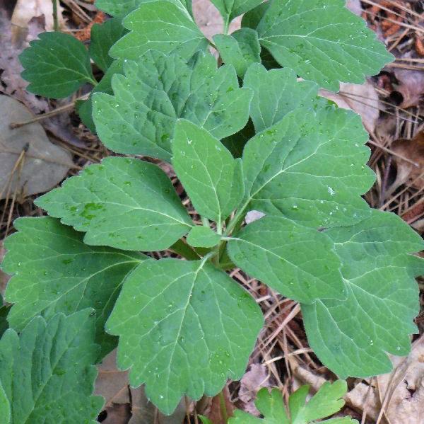 Allegheny Pachysandra (Pachysandra procumbens) BARE ROOT