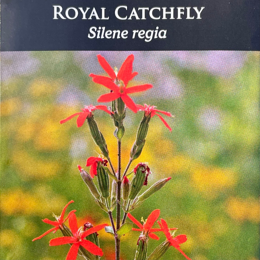 catchfly flower seeds Seed Pack