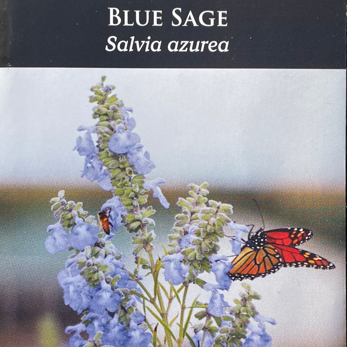 Seed Pack - Blue Sage (Salvia azurea)