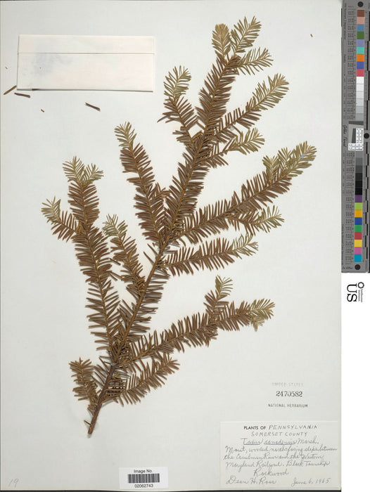 Canada Yew (Taxus canadensis)