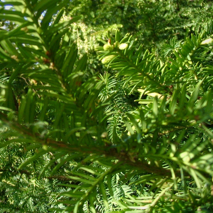 Canada Yew (Taxus canadensis)