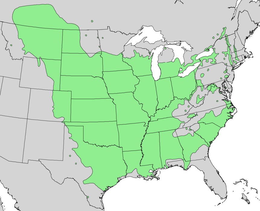Eastern Cottonwood (Populus deltoides)