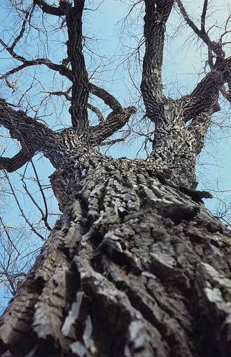 Eastern Cottonwood (Populus deltoides)
