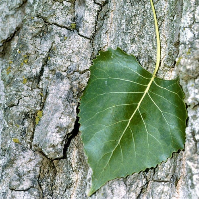 Eastern Cottonwood (Populus deltoides)