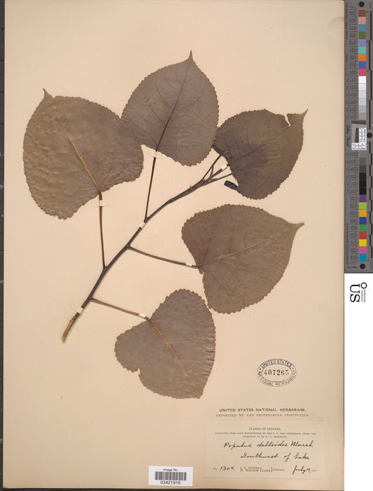 Eastern Cottonwood (Populus deltoides)